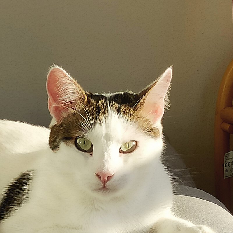 Pebbles, CFO · Chief Fluff Officer (director de pelusa)
